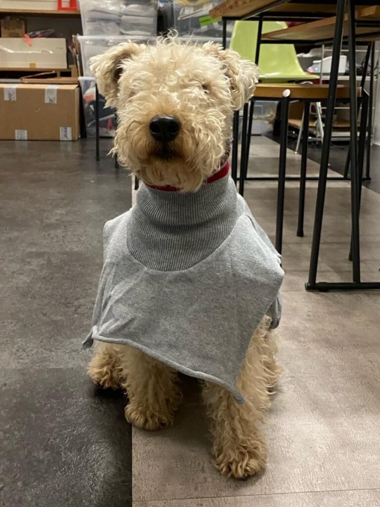 디자이너, 키코 코스타디노브