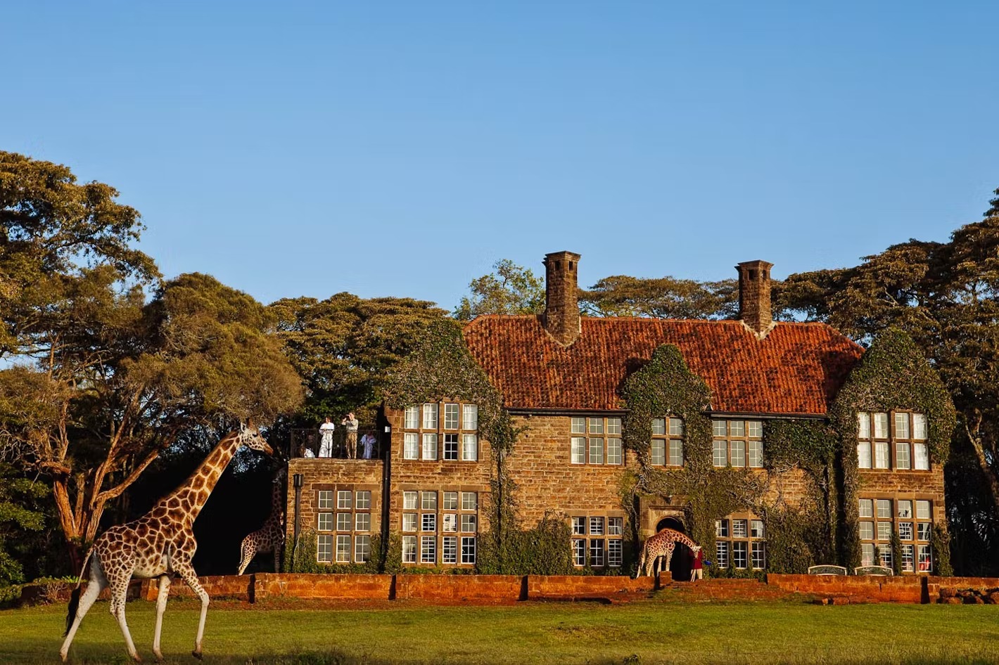 야생을 느낄 수 있는 이색 숙소, 기린 저택(Giraffe Manor) 커버이미지