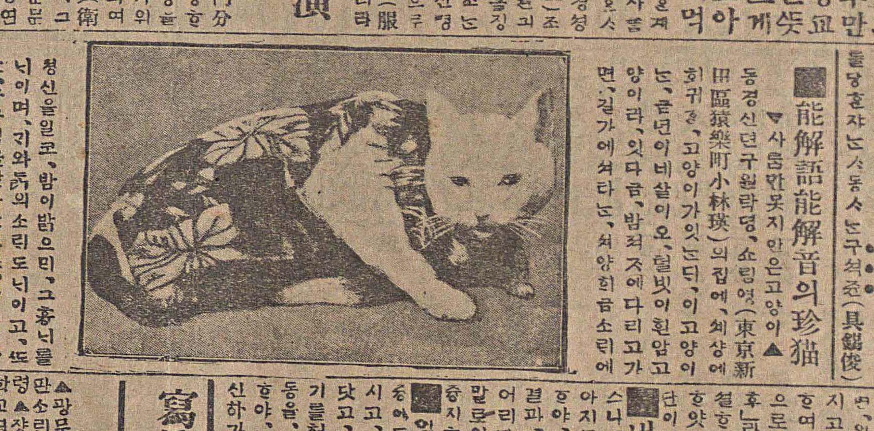 고양이의 귀여움을 전파했던 과거의 신문 기사들 커버이미지